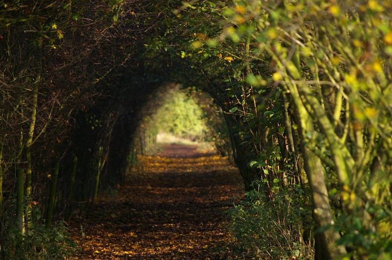 Walking Meditation